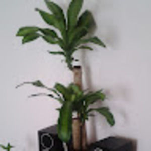 Meet your Posher, Samuel